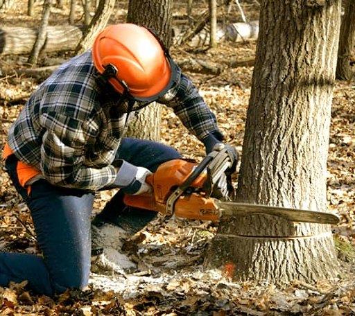 Tree Removal in Vinton, OH